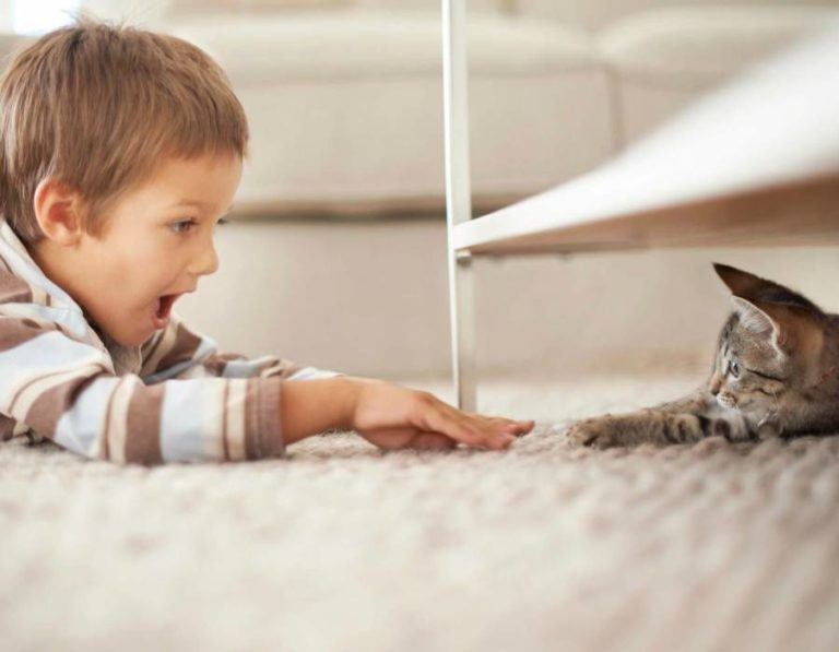 Awesome Carpet Cleaning, 1 Carpet Cleaners, Eugene Oregon